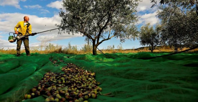 Un agricultor durante la recogida de aceituna. EFE/Archivo