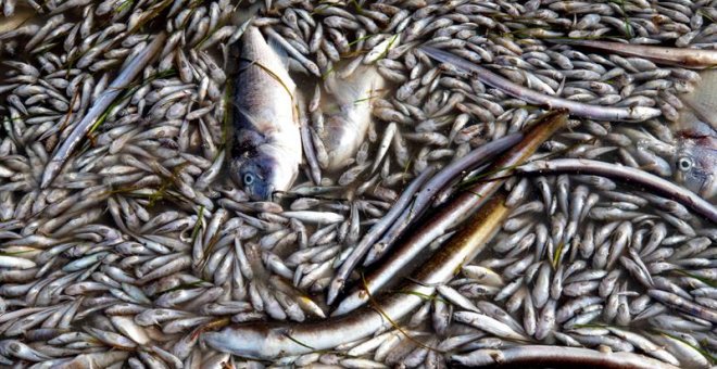 13/10/2019.- Aparecen peces muertos en playas del Mar Menor, en la zona de Villananitos y La Puntica, San Pedro del Pinatar, (Murcia), posiblemente por los efectos de la gota fría de hace un mes. EFE/Marcial Guillén