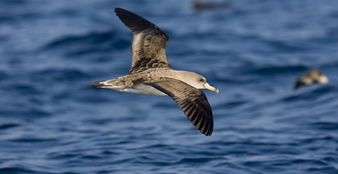 Pardela cenicienta./ SEO BIRDLIFE