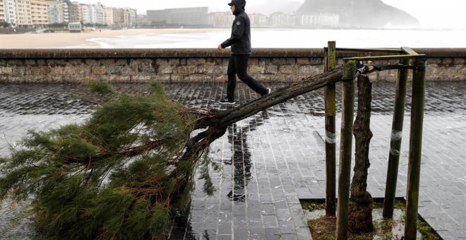 Uno de los árboles del paseo de la Playa de Zurriola, en San Sebastián, permanece partido por la fuerza del viento./ Juan Herrero (EFE)