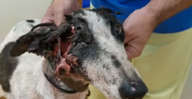 Daura, la galga malherida que fue abandonada en Jaén.