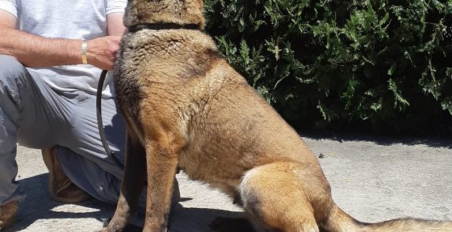 Un pastor belga malinois, junto a un guía canino. /Héroes de 4 patas.