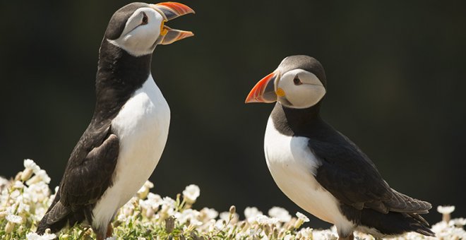 Pareja de frailecillos en la isla de Skomer. / WELSH WILDLIFE