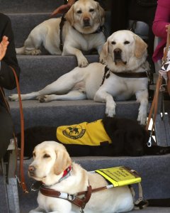 Ejemplares adultos de perros guía en la inauguración de la exposición '25 años caminando juntos', como parte de los actos del 25 aniversario de la Fundación ONCE del Perro Guía. EFE/Sergio Barrenechea