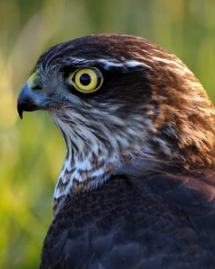 La provincia de Guipúzcoa es uno de los escenarios de la caza furtiva de aves en nuestro país, algo preocupante si se tiene en cuenta que se trata de una zona importante de tránsito migratorio para las aves. En la imagen, un gavilán común (Accipiter nisus