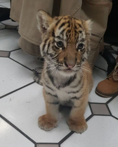 Hallan un cachorro de tigre sedado y deshidratado en una caja de envío urgente en correos. Facebook/Policía Federal