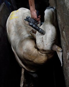 Una de las fotografías del reportaje Matadero, de Tras los Muros. AITOR GARMENDIA