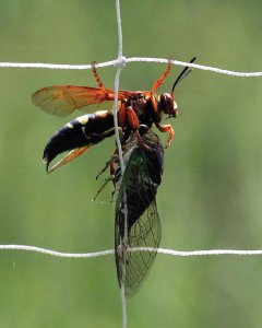 El diseño de FlyCroTug se inspiró en la capacidad de las avispas para agarrarse a una superficie y arrastrar presas pesadas. Imagen: Estrada et al., Sci. Robot.