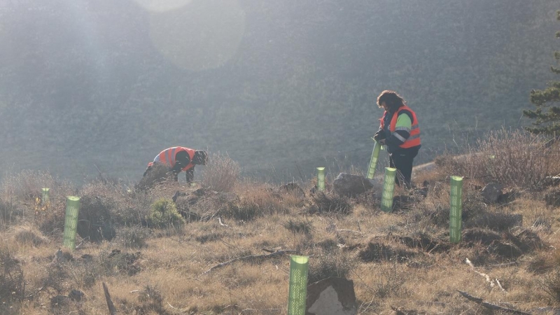 Imagen de las tareas de repoblación en el término municipal de Ejulve, en Teruel, en una zona de Montes de Utilidad Pública (MUP).