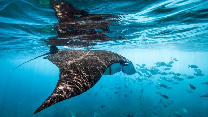 Las mantarrayas se ven en los fríos afloramientos de la isla de Nusa Penida, Bali, Indonesia