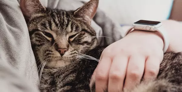 ¿Por qué los gatos se vuelven más cariñosos en invierno?