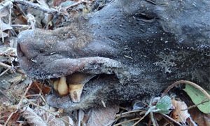 El cadáver del oso, pese a presentar serias mutilaciones, posee la cabeza bastante intacta así como los pies, lo que permite comprobar que se trata de un ejemplar adulto con potente dentadura / FAPAS