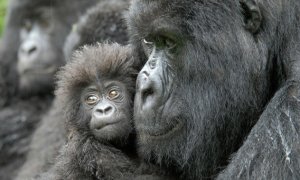 Una hembra de gorila junto a su cría de cuatro meses en la República Democrática del Congo. / Conservation International | Russell A. Mittermeier