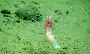 El crustáceo 'Bathystylodactylus bathyalis' captado a casi 5.000 metros de profundidad en el archipiélago de las Marianas. / Mary Wicksten