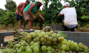 Verema a vinyes del Penedès.