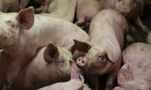 Un grupo de cerdos en una granja. REUTERS