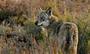 Lobo ibérico adulto en la Sierra de la Culebra (Zamora), fotografiado una fría mañana de invierno por Andoni Canela.