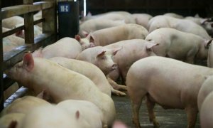 Las empresas del porcino facturan más de 6.000 millones al año, con el grueso de su negocio en la exportación. / EFE