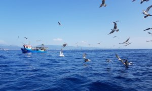 Un pesquero rodeado de aves en aguas de Mataró. LUCÍA VILLA