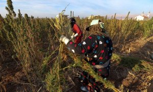 Plantación de marihuana en Líbano. / NABIL MOUNZER (EFE)