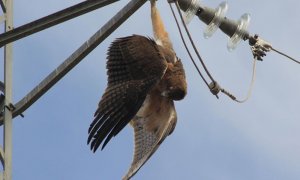 Un ave muerta en un tendido eléctrico. SOS Tendidos Eléctricos