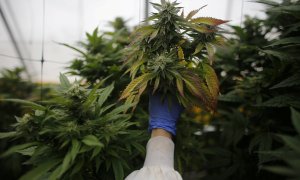 Un invernadero de marihuana.- REUTERS