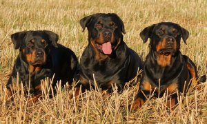 Tres perros rottweiler. PIXABAY