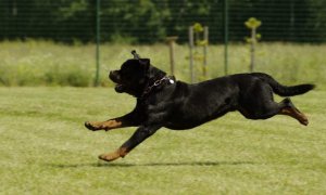 Un perro de raza rottweiler, considerada peligrosa.- PIXABAY