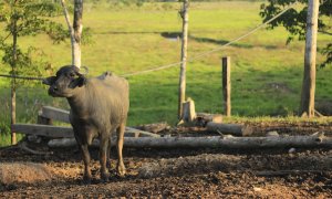 Búfalo en la finca de Puerto Matilde./Marta Saiz