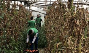 Voluntarios recogen tomates en un invernadero a las afueras de Barcelona.  M. C.