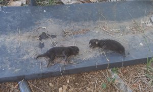 Crías de gato que aparecen muertas después de que los servicios de la perrera capturasen a la madre./ Cedida