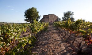 Vinyes del celler Dasca Vives, dedicat a l'agricultura ecològica i situat a la Conca de Barberà. DASCA VIVES