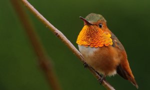 Un ejemplar de colibrí de Allen (selasphorus sasin) captado en Santa Barbara, California.- ROBERT HAMILTON ( CORNELL UNIVERSITY)