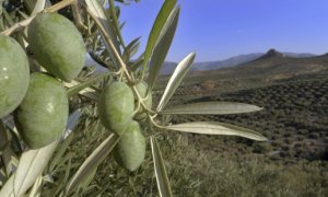 Detalle de una rama en un olivar de Jaén. EFE/José Pedrosa