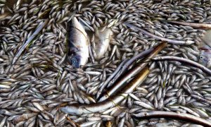 13/10/2019.- Aparecen peces muertos en playas del Mar Menor, en la zona de Villananitos y La Puntica, San Pedro del Pinatar, (Murcia), posiblemente por los efectos de la gota fría de hace un mes. EFE/Marcial Guillén