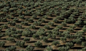 Un bosque de  olivos  en Porcuna (Jaén). REUTERS / Marcelo del Pozo