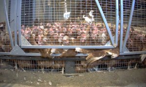 Gallinas permanecen hacinadas en un cobertizo de un centro ganadero de Italia./ Essere Animali