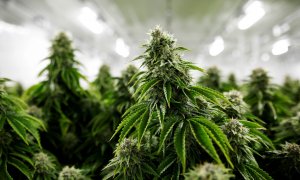 15/11/2019 - Plantación de marihuana en Ontario, Canadá. / REUTERS - BLAIR GABLE