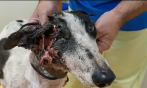 Daura, la galga malherida que fue abandonada en Jaén.