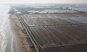 Arrossars inundats al Delta de l'Ebre. TV3