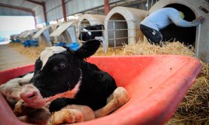 Un ternero separado de su madre en una granja. /Jo-anne McArthur (Igualdad Animal)