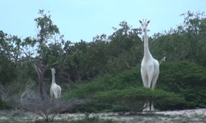 Ejemplar jirafa blanca de Kenia. / Captura de Youtube