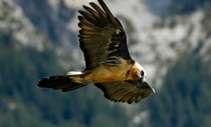 Nace el primer quebrantahuesos en Picos de Europa desde su extinción a mediados del siglo pasado. - EFE