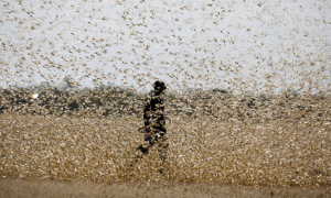 Un hombre intenta defenderse de un enjambre de langostas del desierto en Kenia. REUTERS / Baz Ratner