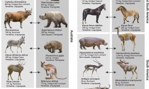 Los herbívoros introducidos comparten muchos rasgos ecológicos clave con especies extintas en todo el mundo. Universidad de Kansas/Oscar Sanisidro.