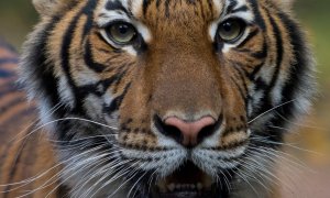 Nadia, una tigresa malaya de cuatro años del zoológico del Bronx, Nueva York (EEUU). REUTERS