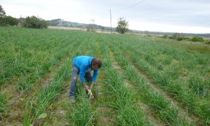 Un pagès de l'Alt Camp, arrencant calçots en l'inici de la temporada de calçotades. Cambra de Comerç de Valls / ACN