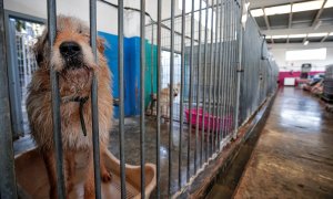 Los animales que tiene en acogida la perrera Ribamontes, observan a sus cuidadores que en estos momentos son las únicas personas con las que tiene contacto. La perrera se encuentra con el problema, debido al confinamiento decretado por el estado de alarma