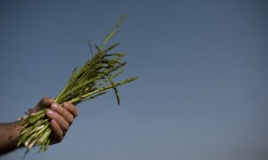 La mano de un agricultor sujeta un manojo de espárragos. AFP/Jorge Guerrero