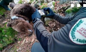 La mueca sardónica del cadáver de Cachou abona la hipótesis de que pudiera haber muerto envenenado.. AGENTS RURALS